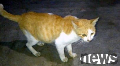 The scavenger teases the domestic cat, and the stray cat begs to be petted through the window: Do you still lack a cat at home? I can!